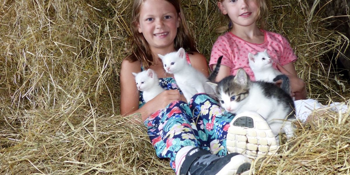 Kinder mit Katzen im Heuhaufen auf dem Schauerhof
